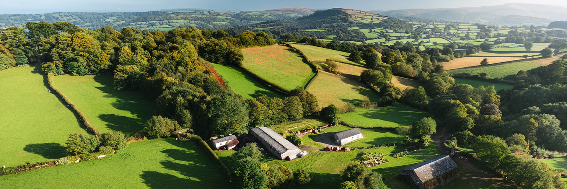 Drone view across mixed woodland canopy